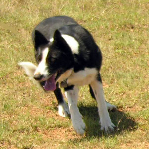 Dot working sheep