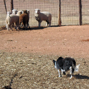 Working Sheep