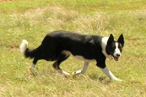 Dot watching sheep