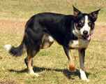 Mac