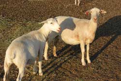 Ewe Lamb