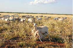 Lambs Link