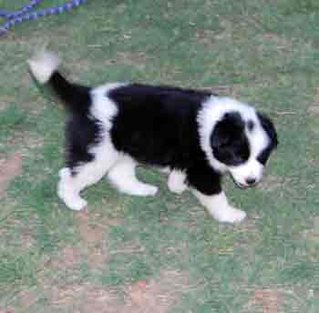 LilMissy right side