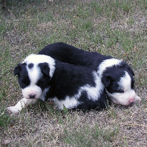 3 week old