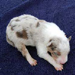 Female3 RMerle