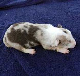 Female 5 Red Merle