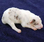 Male1