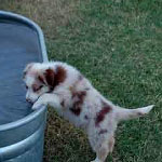 Thirsty pup