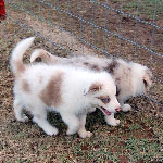 Bree & Littermate