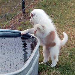 Bree Drank Water