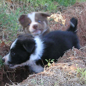 Bonnie & Caramel