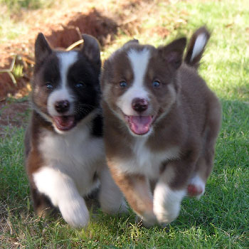 Yoda & Caramel