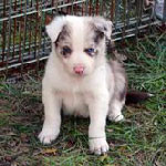 Toby