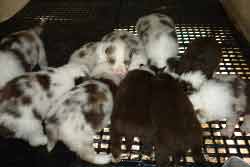 The Litter