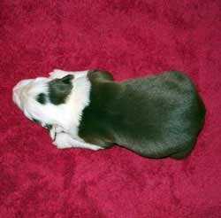 Koko/Rick Male 2