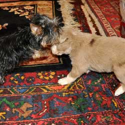 Female with Yorkie