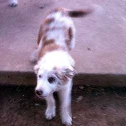 Red Merle
