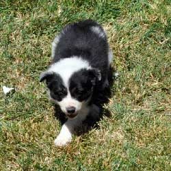 Bandit Male Blk/Wht