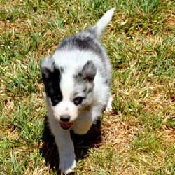 Blue Merle Male