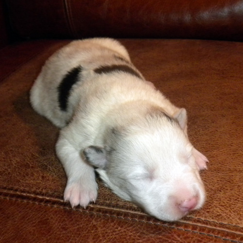 Blue Merle Female