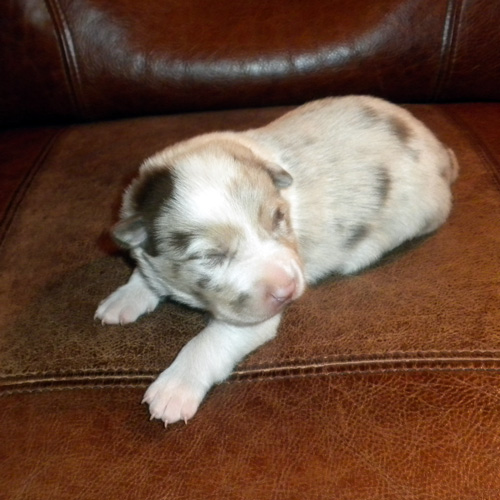 Red Merle Female