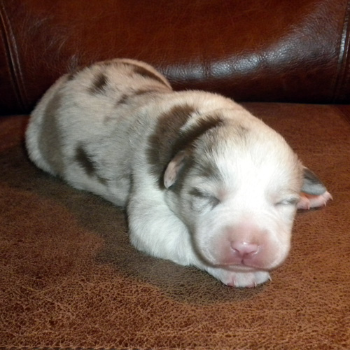 Red Merle Female 2