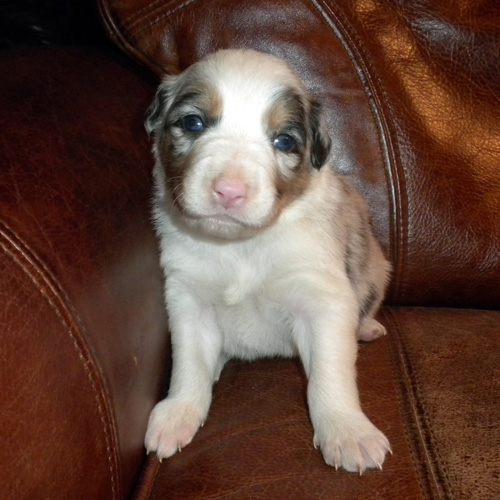 Male merle