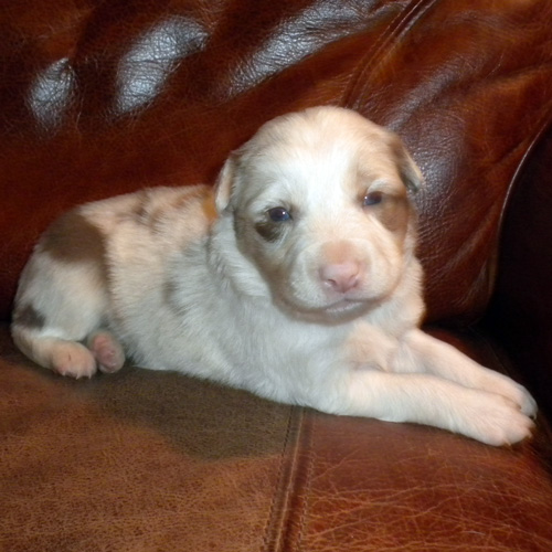 Male Red Merle