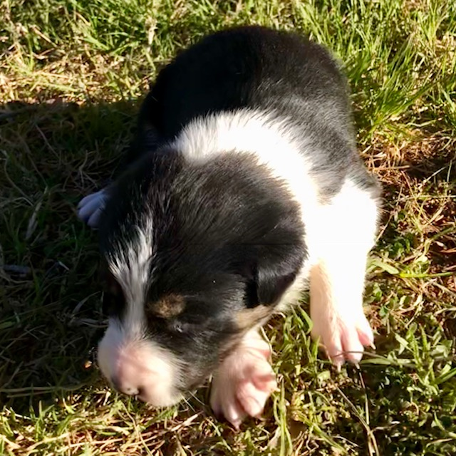 BlkWht Female 2