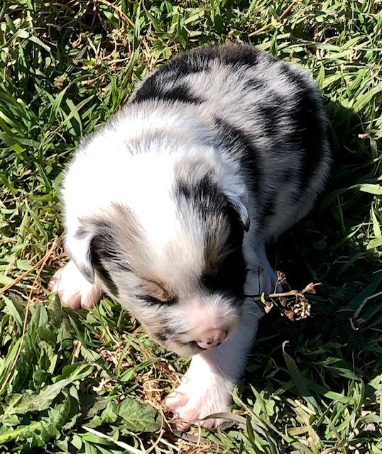 Merle male4