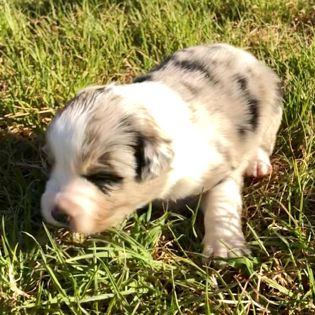 Merle male5