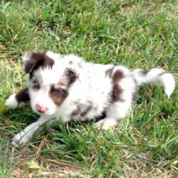 Red Merle Male 2