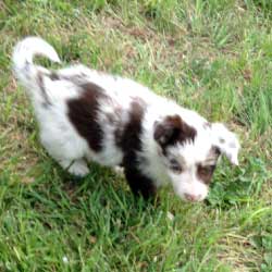 RedMerle Right Side