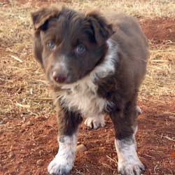 pup