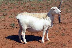 Dorp Croix Ewe